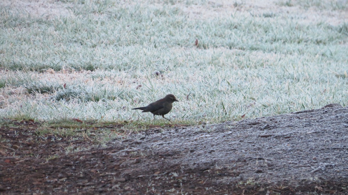 Rusty Blackbird - ML420762621