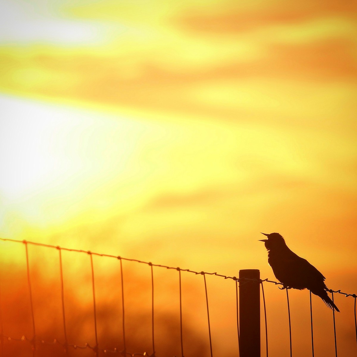 Red-winged Blackbird - ML420763541