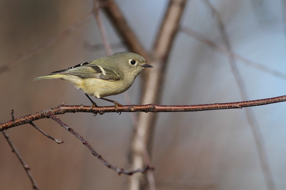 Erregetxo mottogorria - ML42076391