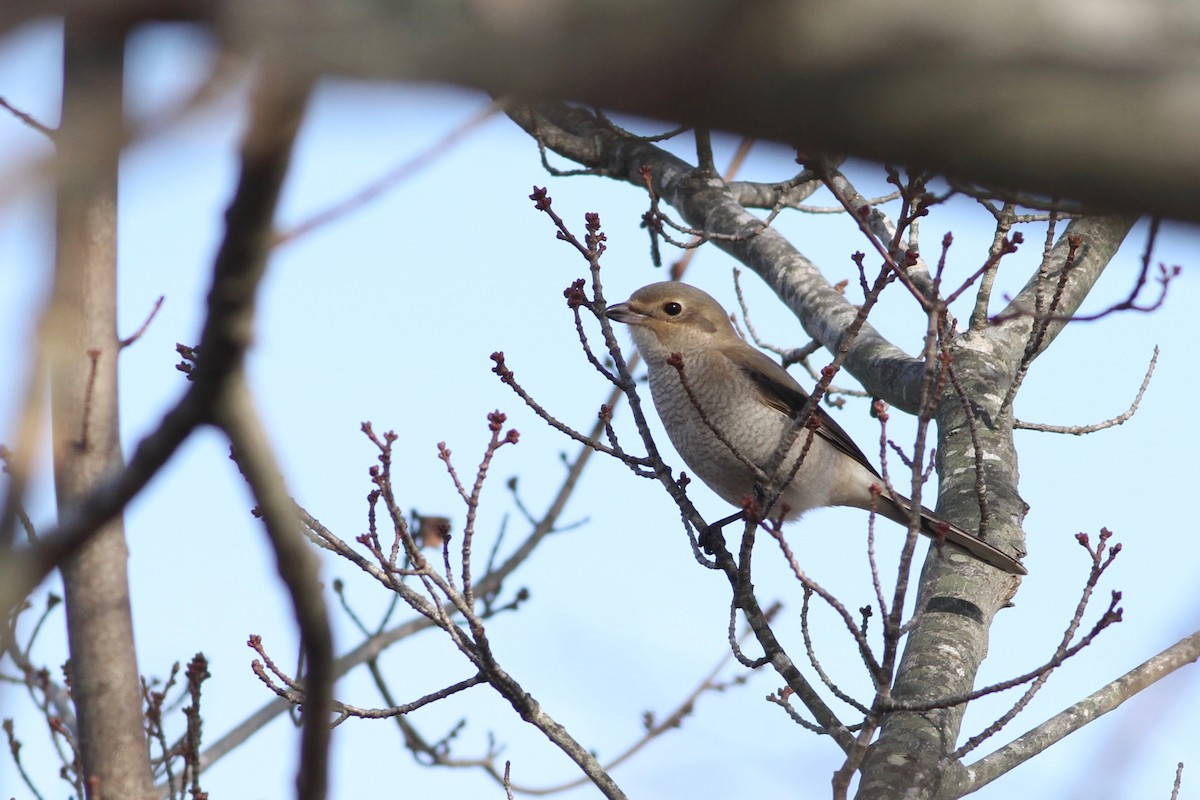 Antzandobi boreala - ML42076411