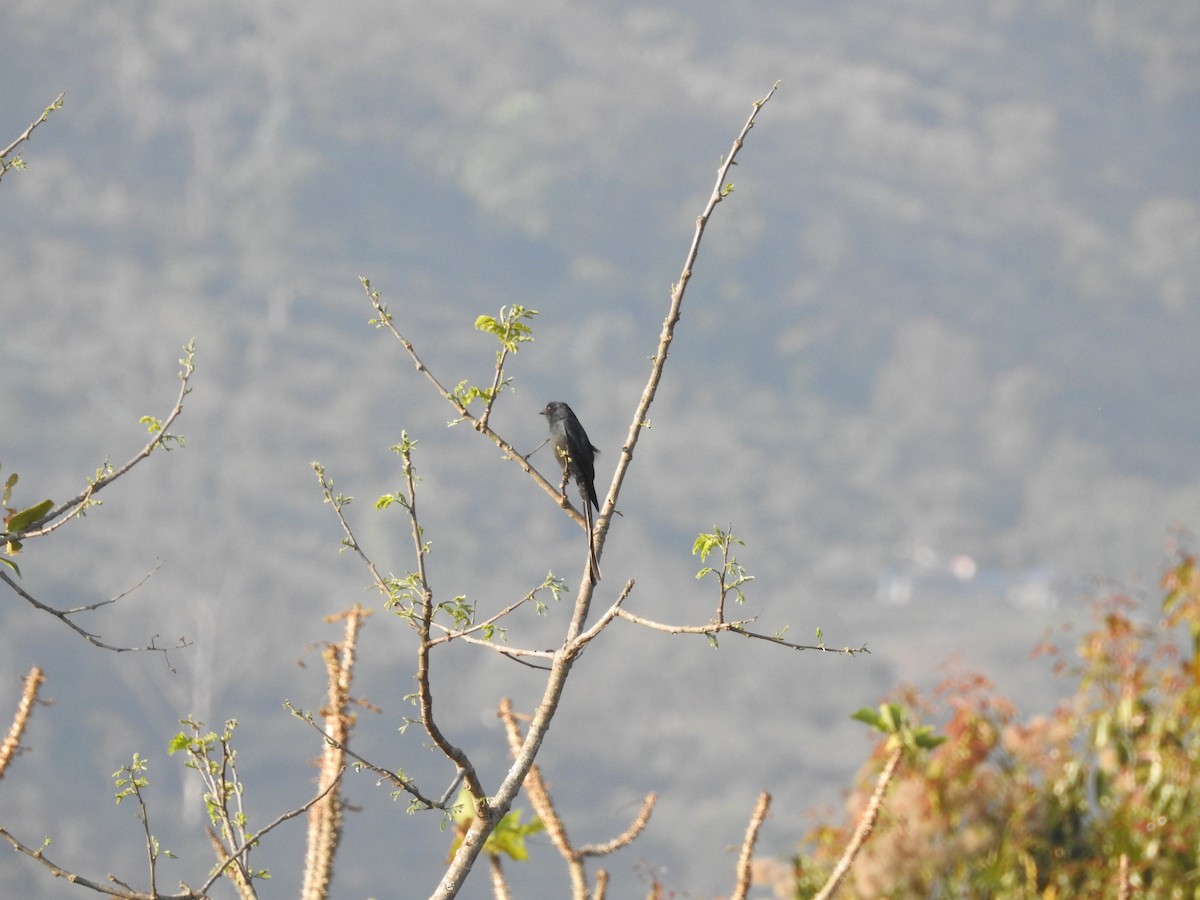 Ashy Drongo - ML420764281