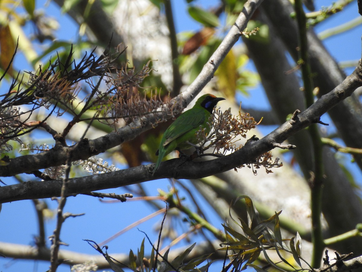 Golden-fronted Leafbird - ML420764631