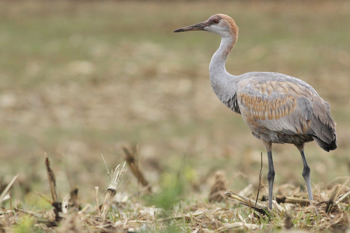 Sandhill Crane (Lesser) - Evan Lipton