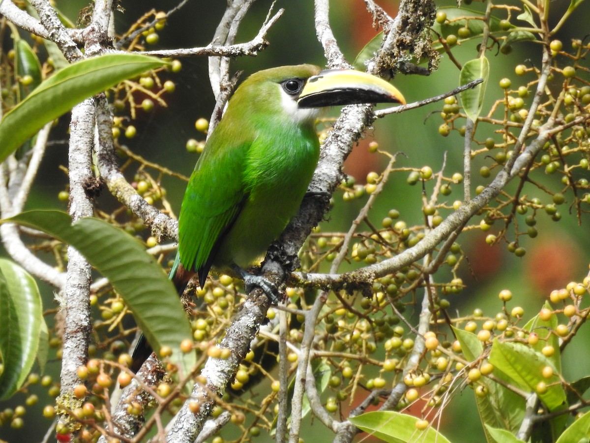 Toucanet émeraude - ML420766431