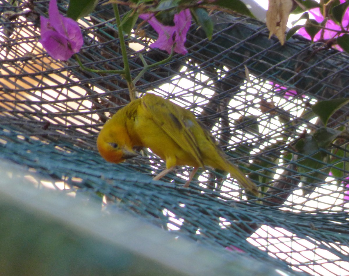 Saffron Finch - ML42076741