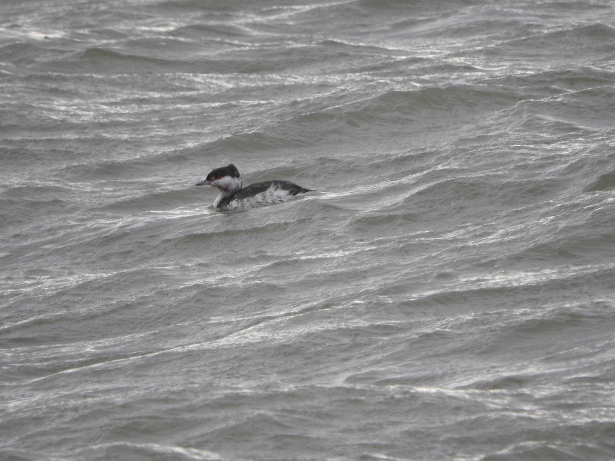 Horned Grebe - ML42076801