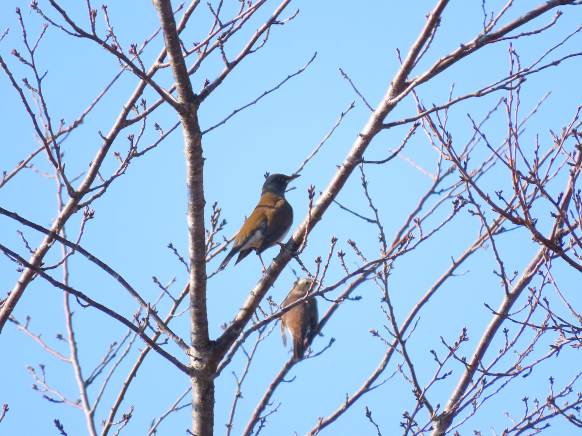 Pale Thrush - ML420768521
