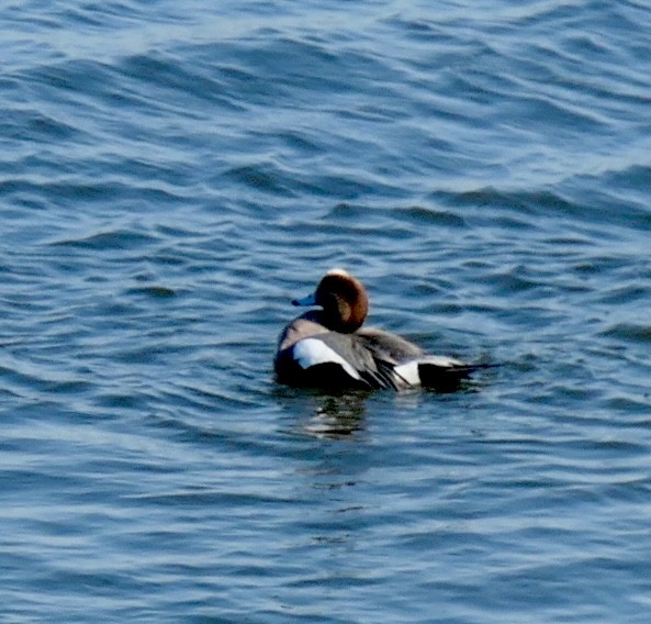 Eurasian x American Wigeon (hybrid) - ML420768631