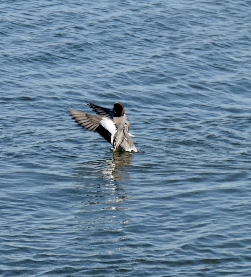 Eurasian x American Wigeon (hybrid) - ML420768641