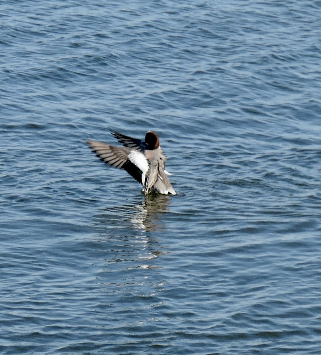 Eurasian x American Wigeon (hybrid) - ML420768641