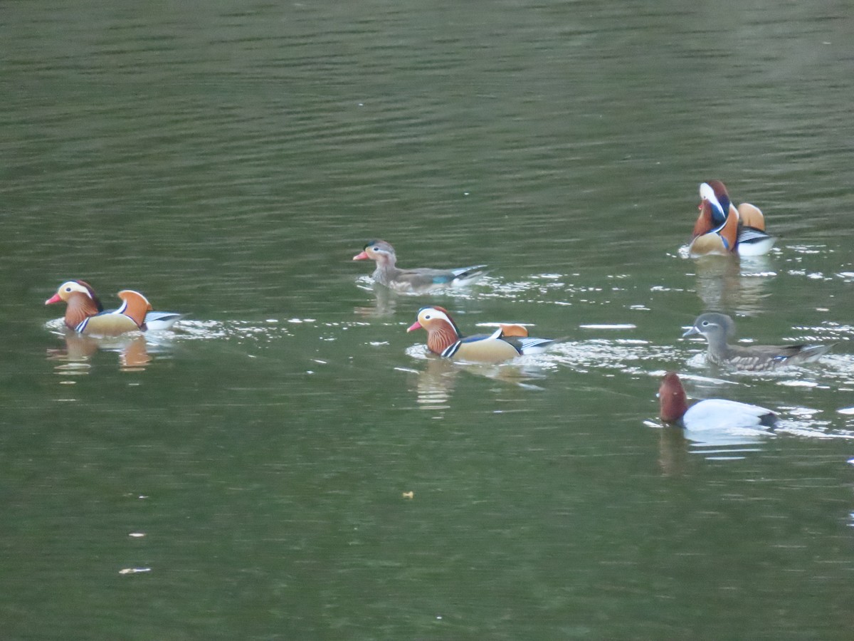 Mandarin Duck - ML420769611