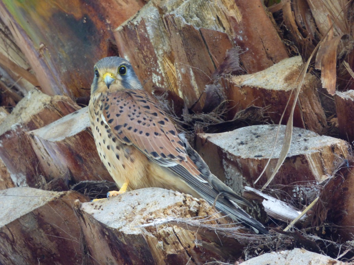 Eurasian Kestrel - ML42077001