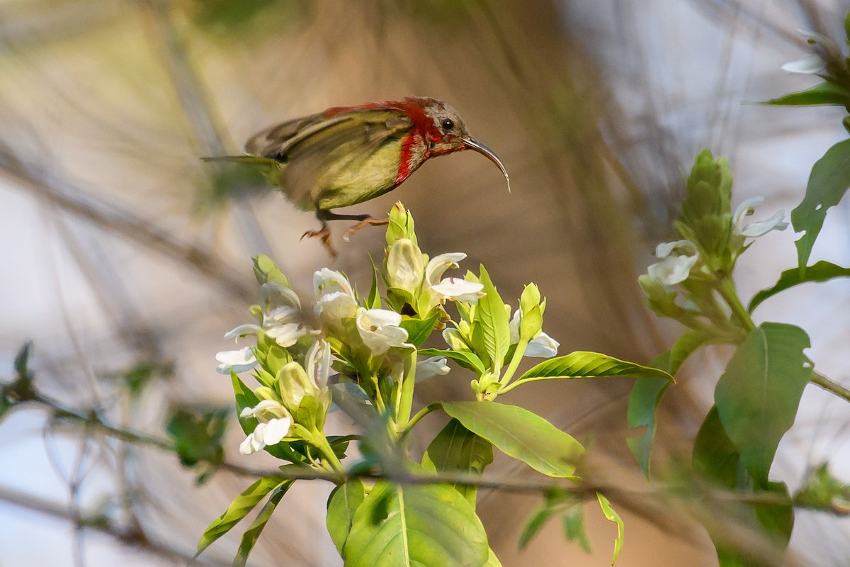 Crimson Sunbird - ML420770981