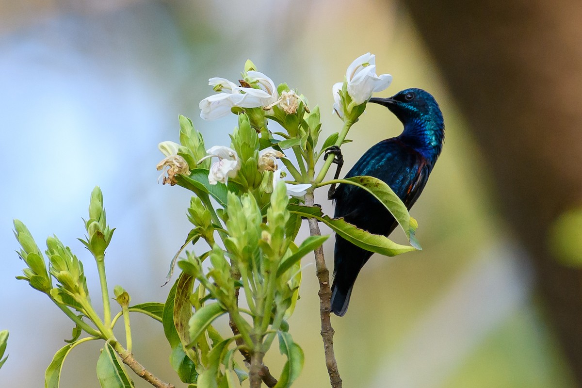 Purple Sunbird - ML420771021