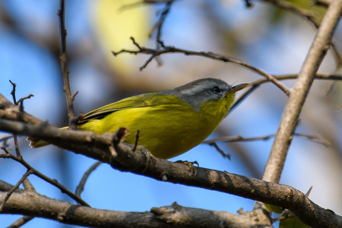 Gray-hooded Warbler - ML420771191