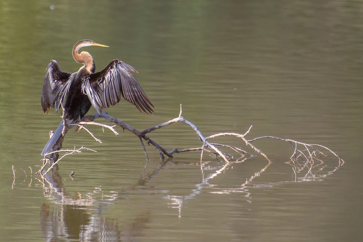 Oriental Darter - ML420771261