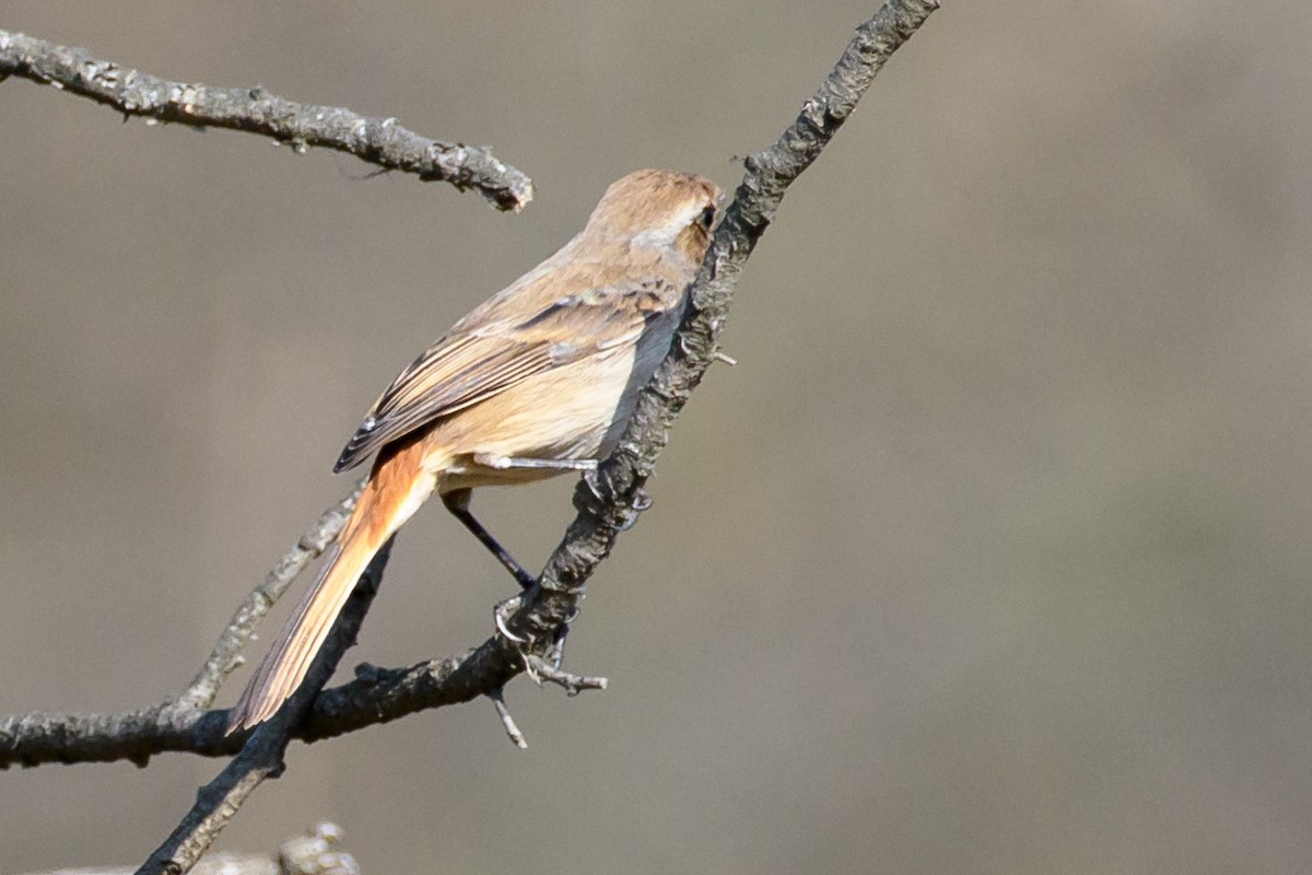 Pied Bushchat - ML420771421
