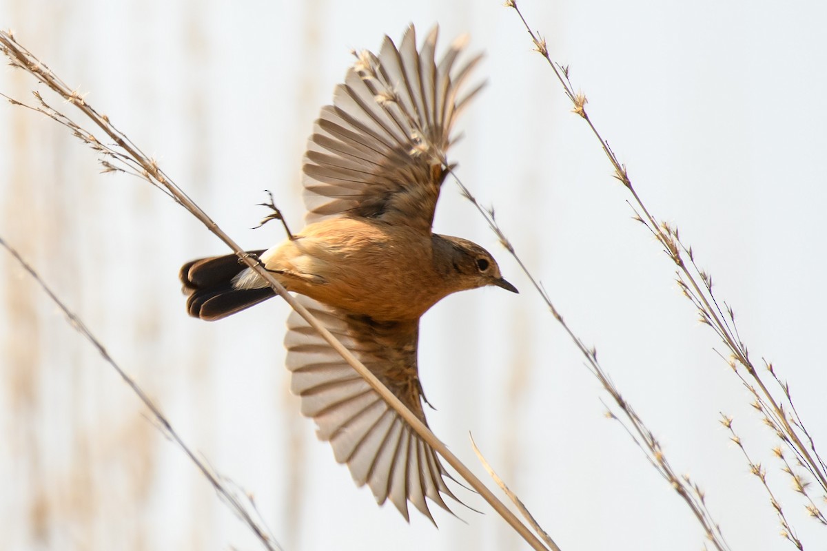Pied Bushchat - ML420771441