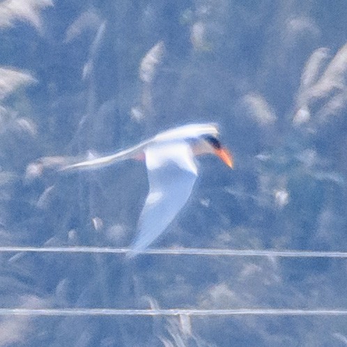 River Tern - ML420771671