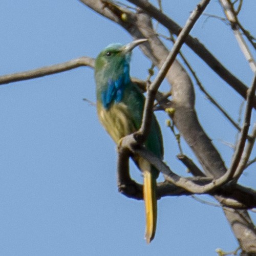 Blue-bearded Bee-eater - ML420771901