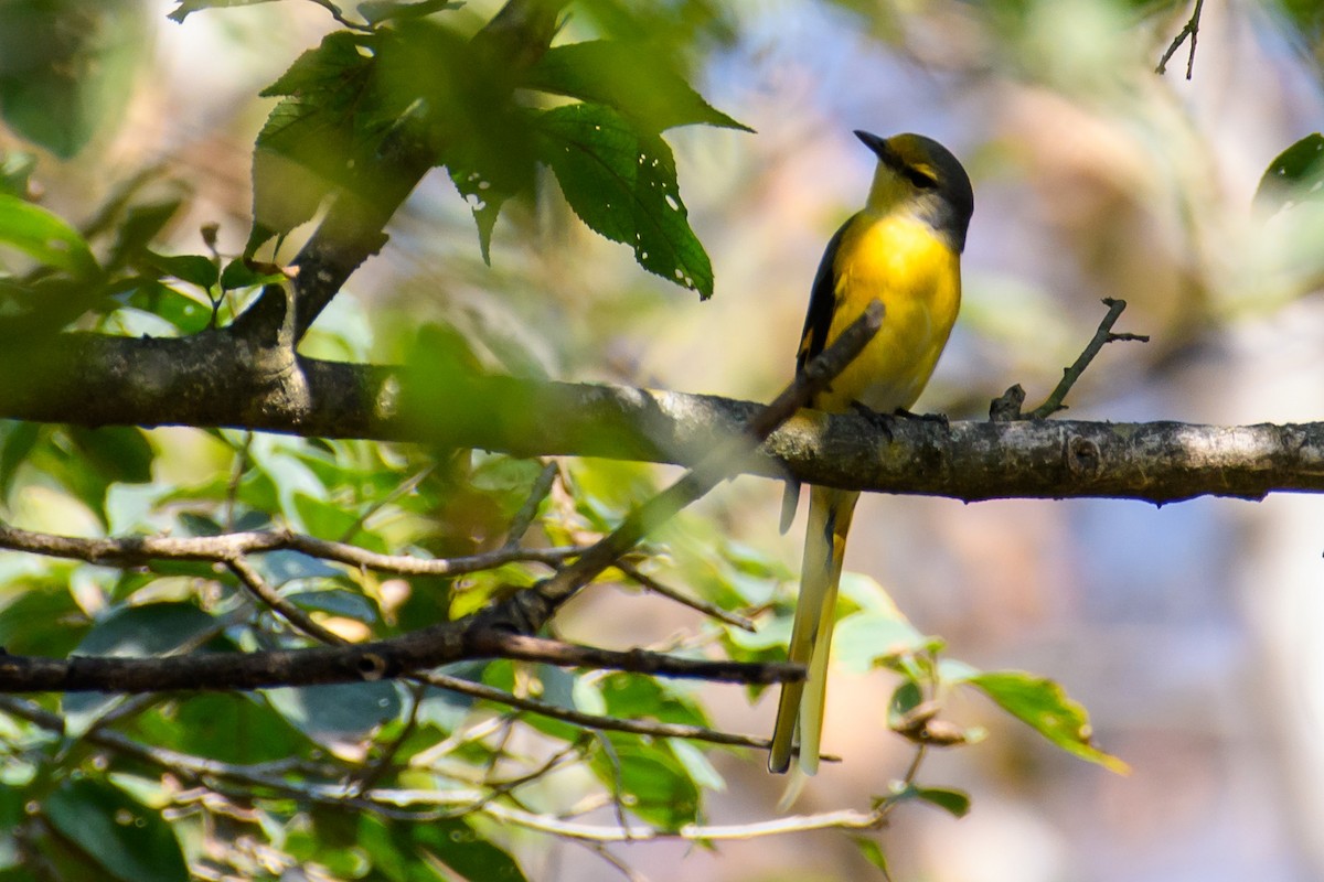 Long-tailed Minivet - ML420771961