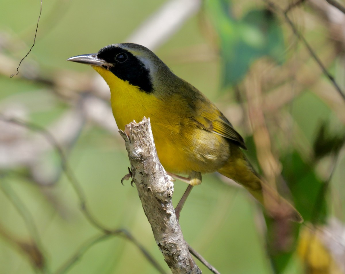 Bahama Yellowthroat - ML420772121