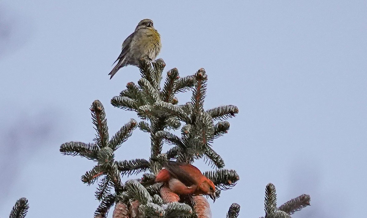 Red Crossbill - Gale VerHague