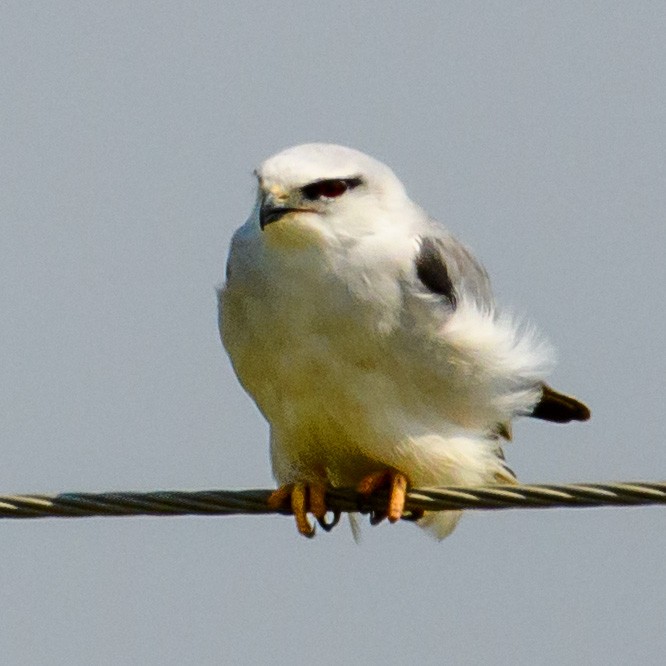 Black-winged Kite - ML420774141