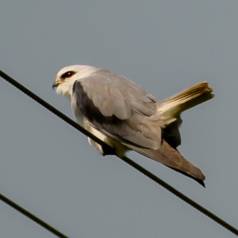 Black-winged Kite - ML420774151