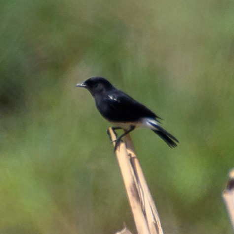 Pied Bushchat - ML420774221