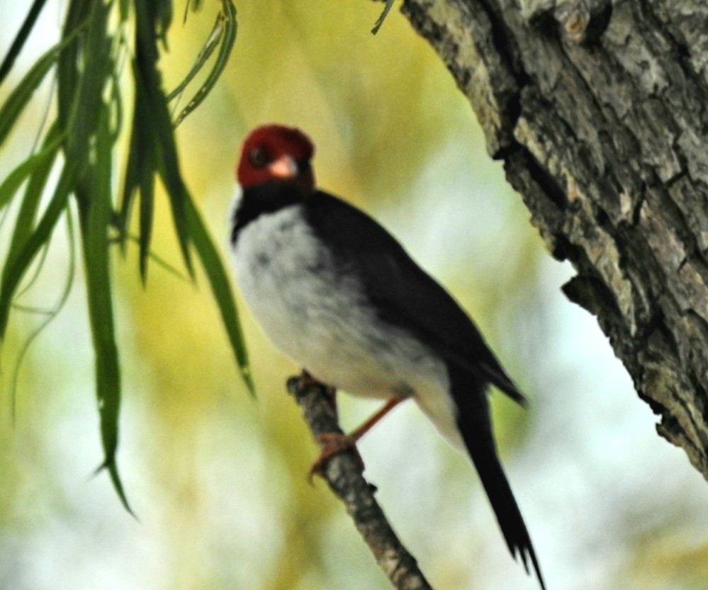 Yellow-billed Cardinal - Fernando Muñoz