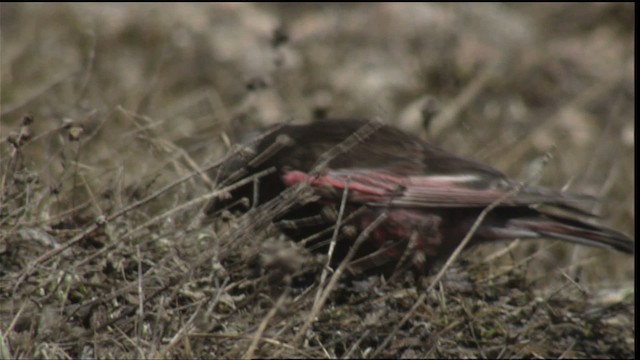 Black Rosy-Finch - ML420775