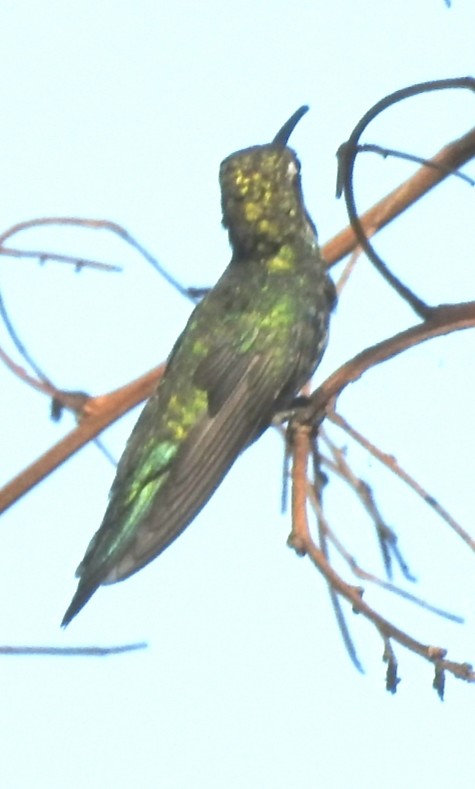 kolibřík cerradový - ML420775221