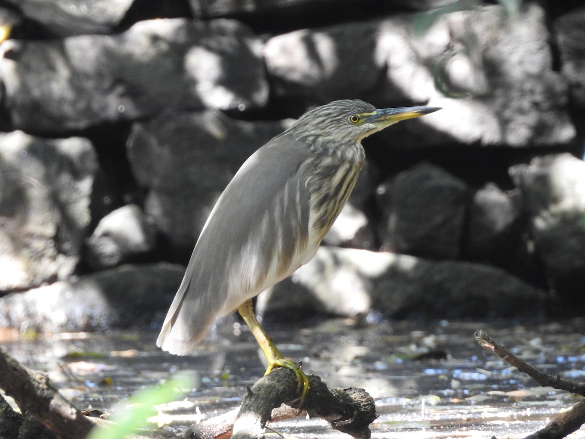 Indian Pond-Heron - ML420775231