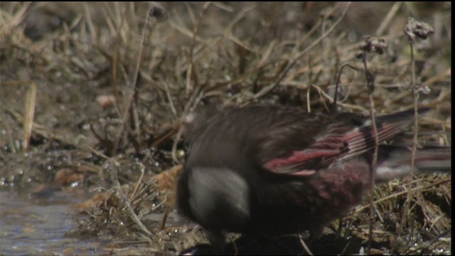 Black Rosy-Finch - ML420776