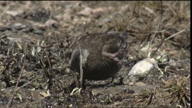 Black Rosy-Finch - ML420777