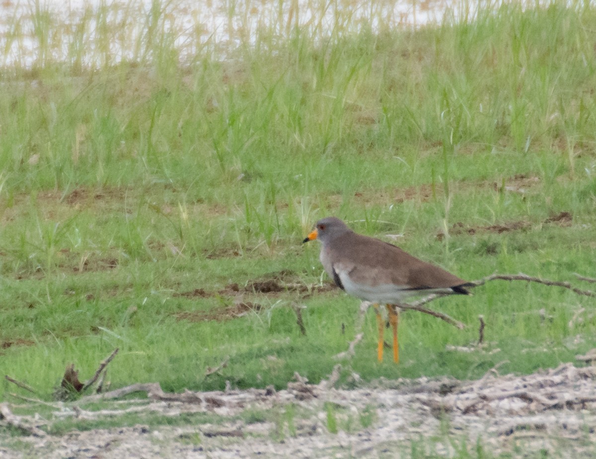 Gray-headed Lapwing - ML420777851