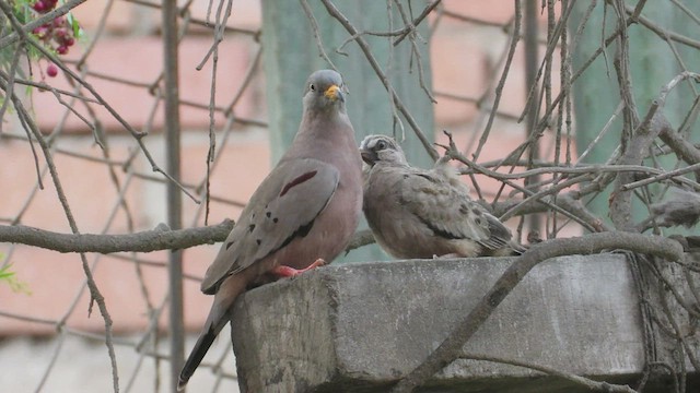 Croaking Ground Dove - ML420778051