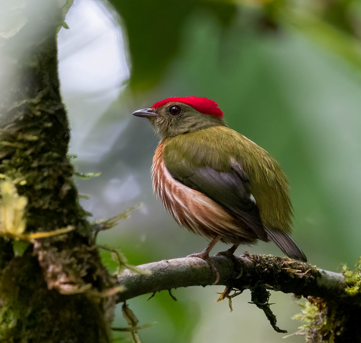 Striolated Manakin - ML420778161