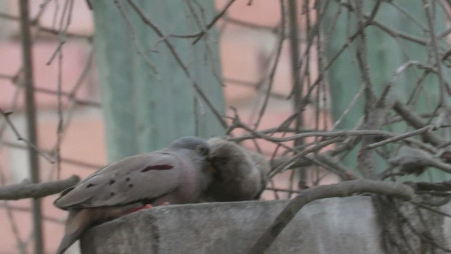 Croaking Ground Dove - ML420778211