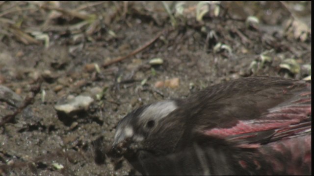 Black Rosy-Finch - ML420780