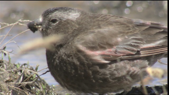 Black Rosy-Finch - ML420782