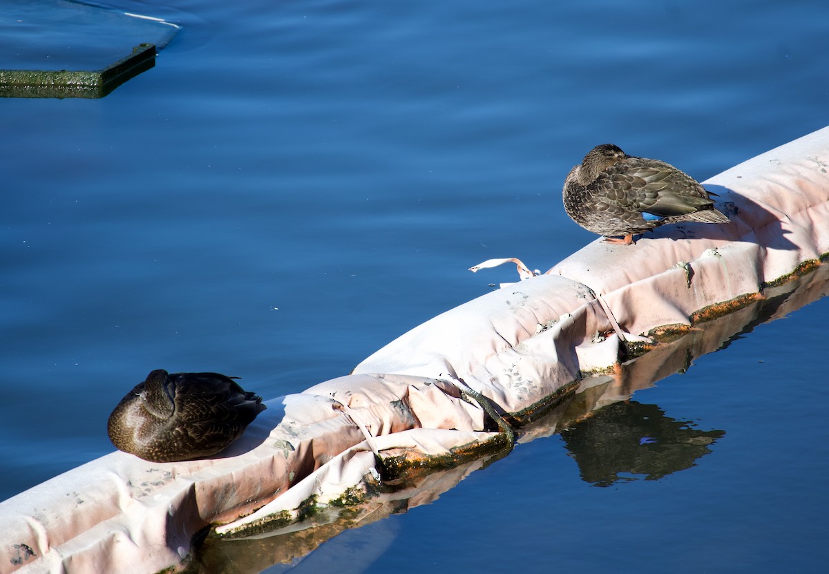 American Black Duck - ML420782291