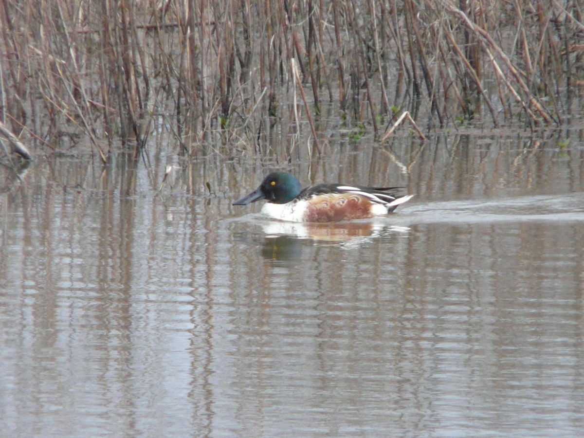 Northern Shoveler - ML42078261