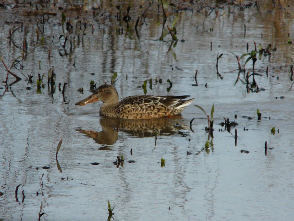 Northern Shoveler - ML42078301