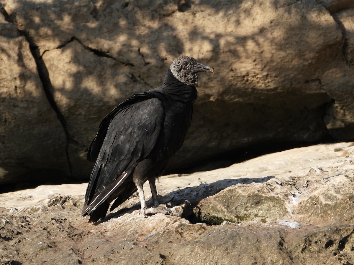 Black Vulture - ML420783391