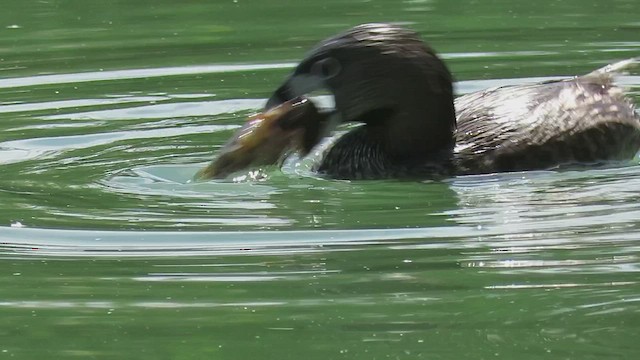 Pied-billed Grebe - ML420783591