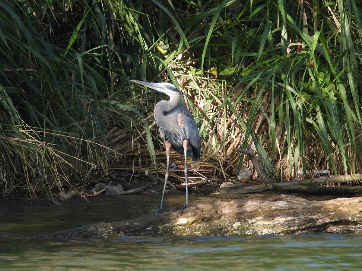 Great Blue Heron - ML420783881