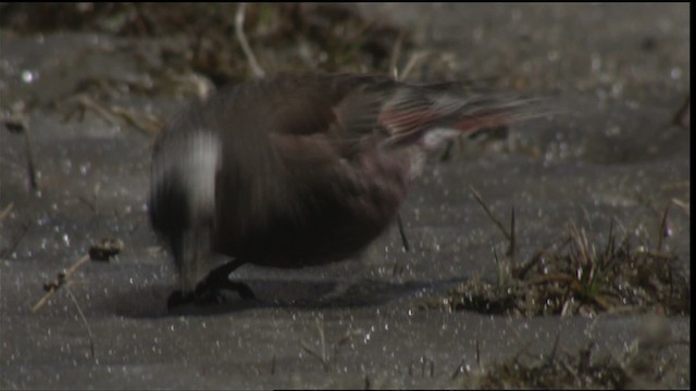 Black Rosy-Finch - ML420784