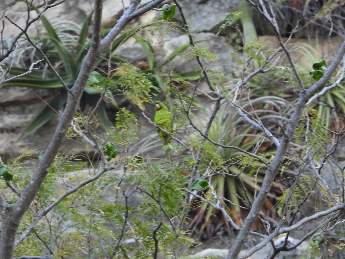 Green Parakeet - ML420784141